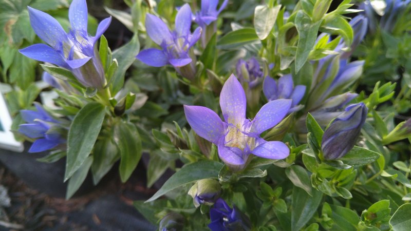 Gentiana septemfida Горечавка семираздельная